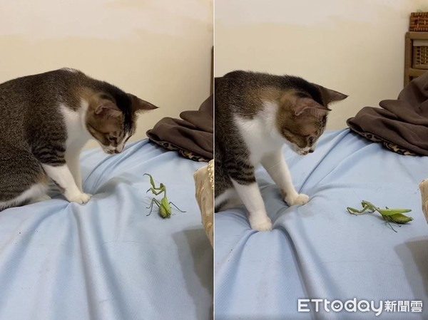 ▲▼貓咪把螳螂帶到床上玩。（圖／網友提供）