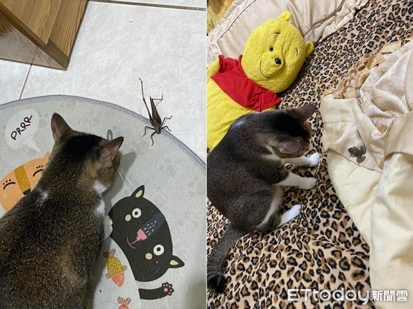 ▲▼貓咪把螳螂帶到床上玩。（圖／網友提供）