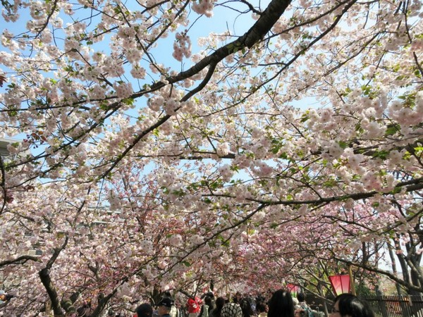大阪造币局,赏樱,樱花季,大阪旅游,关西旅游,日本旅游,亚洲旅游