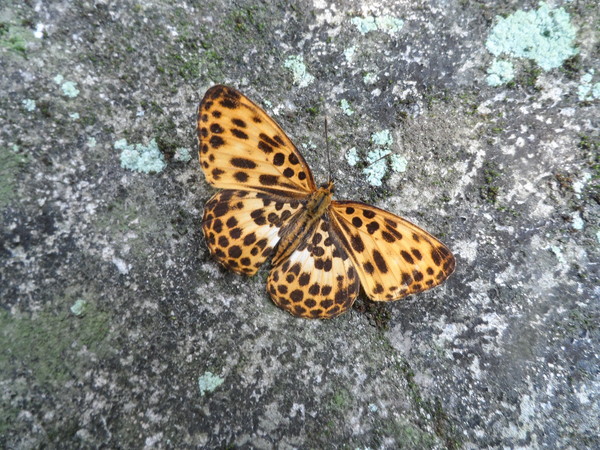 榕树学堂讯/观音山「四秀」「三美」