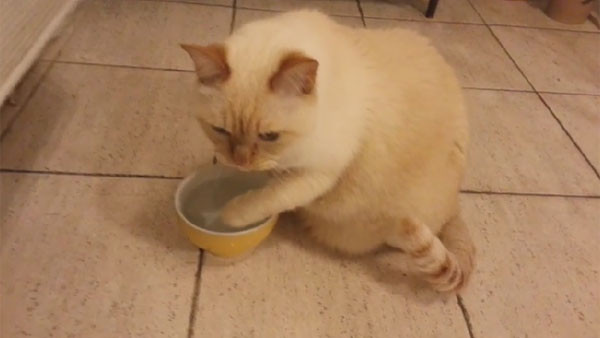 貓用手喝水