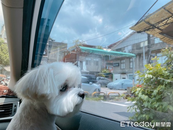 ▲▼樂樂。（圖／飼主黃小姐提供）