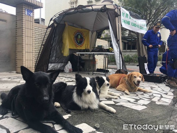 ▲▼搜救犬卡拉曾走失過。（圖／粉專「搜救犬卡拉」授權提供）