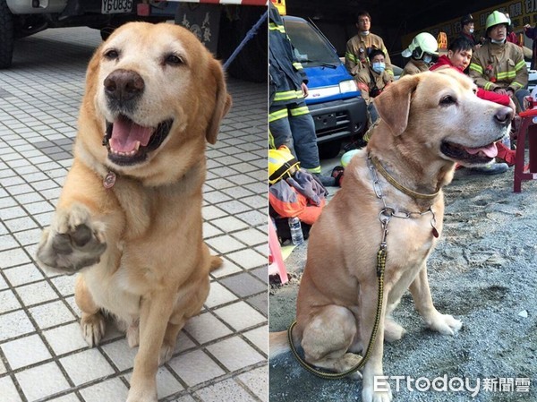 ▲▼搜救犬卡拉曾走失過。（圖／粉專「搜救犬卡拉」授權提供）