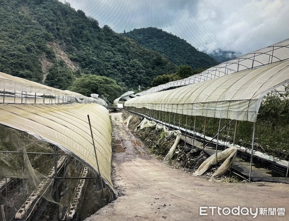 ▲仁愛鄉南豐村大同山果園發生移工刺死同鄉的命案。（圖／記者高堂堯翻攝）