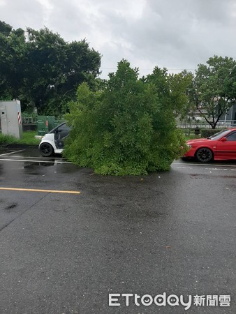 ▲受盧碧颱風氣流影響，台南連日降豪雨，新營區金華路、周武街口，上午發生路樹倒塌在慢車道上阻礙交通，新營分局迅速派員到場管制交通，並通報新營區公所查處。（圖／記者林悅翻攝，下同）