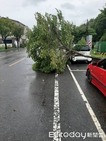 ▲受盧碧颱風氣流影響，台南連日降豪雨，新營區金華路、周武街口，上午發生路樹倒塌在慢車道上阻礙交通，新營分局迅速派員到場管制交通，並通報新營區公所查處。（圖／記者林悅翻攝，下同）