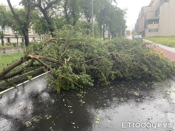 ▲受盧碧颱風氣流影響，台南連日降豪雨，新營區金華路、周武街口，上午發生路樹倒塌在慢車道上阻礙交通，新營分局迅速派員到場管制交通，並通報新營區公所查處。（圖／記者林悅翻攝，下同）