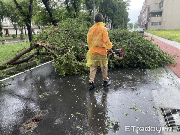 ▲受盧碧颱風氣流影響，台南連日降豪雨，新營區金華路、周武街口，上午發生路樹倒塌在慢車道上阻礙交通，新營分局迅速派員到場管制交通，並通報新營區公所查處。（圖／記者林悅翻攝，下同）