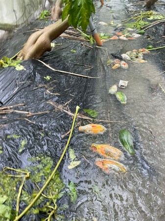 ▲▼高雄市長陳其邁視察豪雨農損災情。（圖／記者賴文萱翻攝）