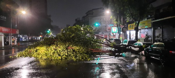 ▲苓雅區建國一路路樹倒塌，砸中3輛車 。（圖／記者洪靖宜翻攝）