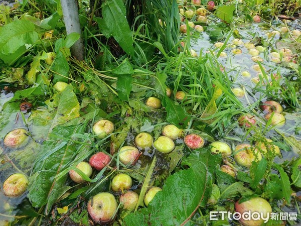 ▲▼熱帶低壓造成福壽山農場蘋果園落果嚴重，工作人員更救到一隻雛鳥。（圖／民眾提供）