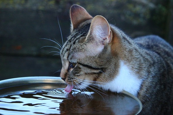 ▲▼貓咪,喝水,。（圖／取自免費圖庫Pixaby）