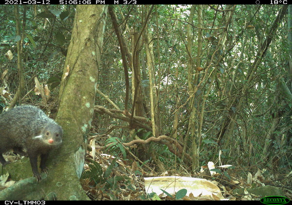 ▲紅外線自動相機長期監測 野生動物逗趣照片大公開。（圖／嘉義林區管理處提供）