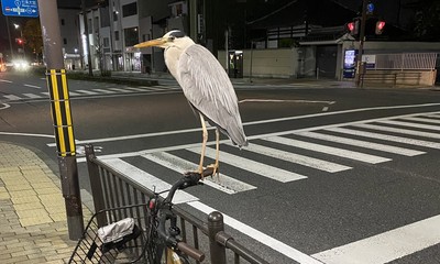 蒼鷺霸占腳踏車！苦主哭訴回不了家　大批受害者浮出取暖：不孤單