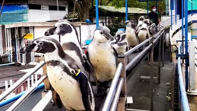 出場沒歡呼好納悶！泰動物園企鵝不習慣疫情沒遊客　左顧右盼看不停