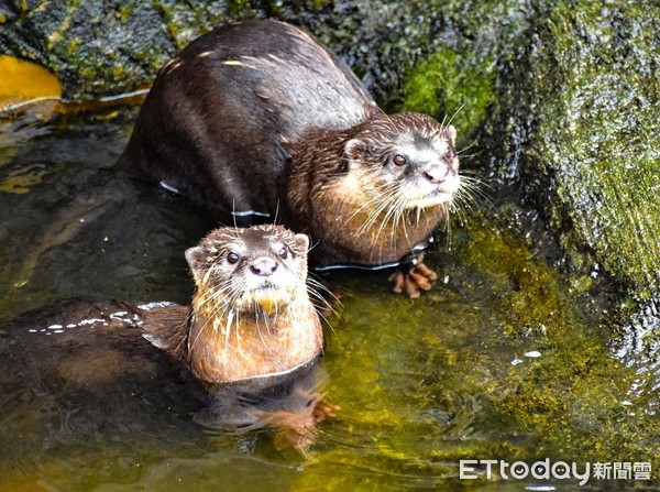 ▲▼小爪水獺在吃甚麼？原來是台北市立動物園推動的「行為豐富化」，今天保育員提供小爪水獺的生鮮特餐是「蜆」，看牠們手抱一個嘴裡再含一個，帶到水岸餐廳享受著美味的「ㄌㄚˊㄚˋ」似乎很享受。（圖／台北市立動物園提供，下同）