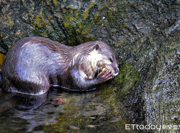 ▲▼小爪水獺在吃甚麼？原來是台北市立動物園推動的「行為豐富化」，今天保育員提供小爪水獺的生鮮特餐是「蜆」，看牠們手抱一個嘴裡再含一個，帶到水岸餐廳享受著美味的「ㄌㄚˊㄚˋ」似乎很享受。（圖／台北市立動物園提供，下同）