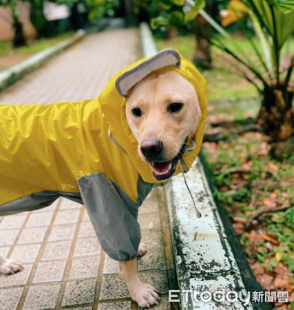 ▲熱愛雨天！屁汪揪朋友「水中海豚跳」　媽：你穿雨衣，不是泳衣欸。（圖／IG「bonjour_chu」提供，請勿隨意翻拍，以免侵權。）