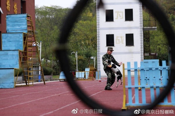 ▲▼歐陽洪洪與搜救犬冰潔。（圖／翻攝自「南京日報」）