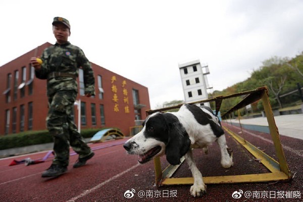 ▲▼歐陽洪洪與搜救犬冰潔。（圖／翻攝自「南京日報」）