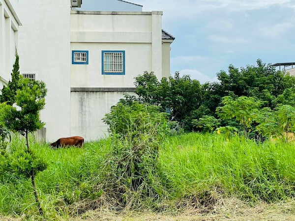 ▲彰化住宅區驚見2頭牛。（圖／賴清美臉書）