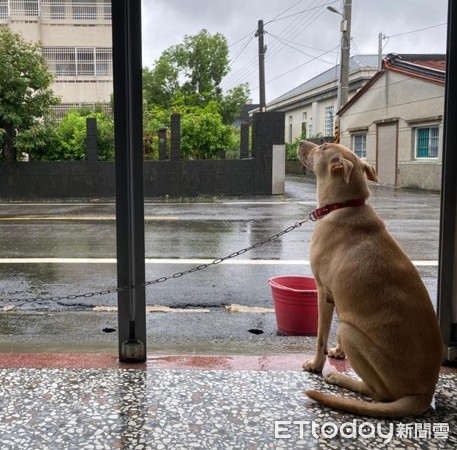 ▲▼揪甘心！毛孫每天等阿公下班　「怕下雨路上危險」擔憂背影惹心疼。（圖／臉書粉專「林美美是一隻狗」提供）