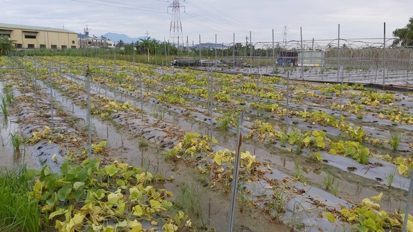 ▲▼高雄市羅達生副市長在農業局陪同下，分別前往梓官、路竹區關心葉菜、番茄、越瓜等蔬菜損傷與儲運情況。（圖／高雄農業局提供）