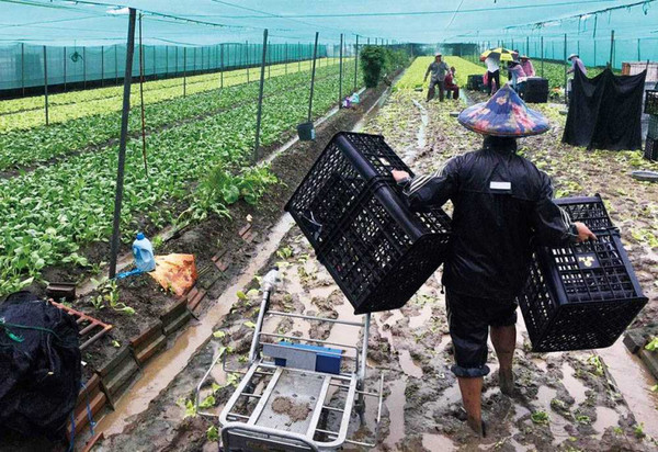 疫情效應加上近期中南部大雷雨不斷，根據雲林縣西螺果菜市場盤價，葉菜類最高漲幅達到7成。（圖／報系資料庫）