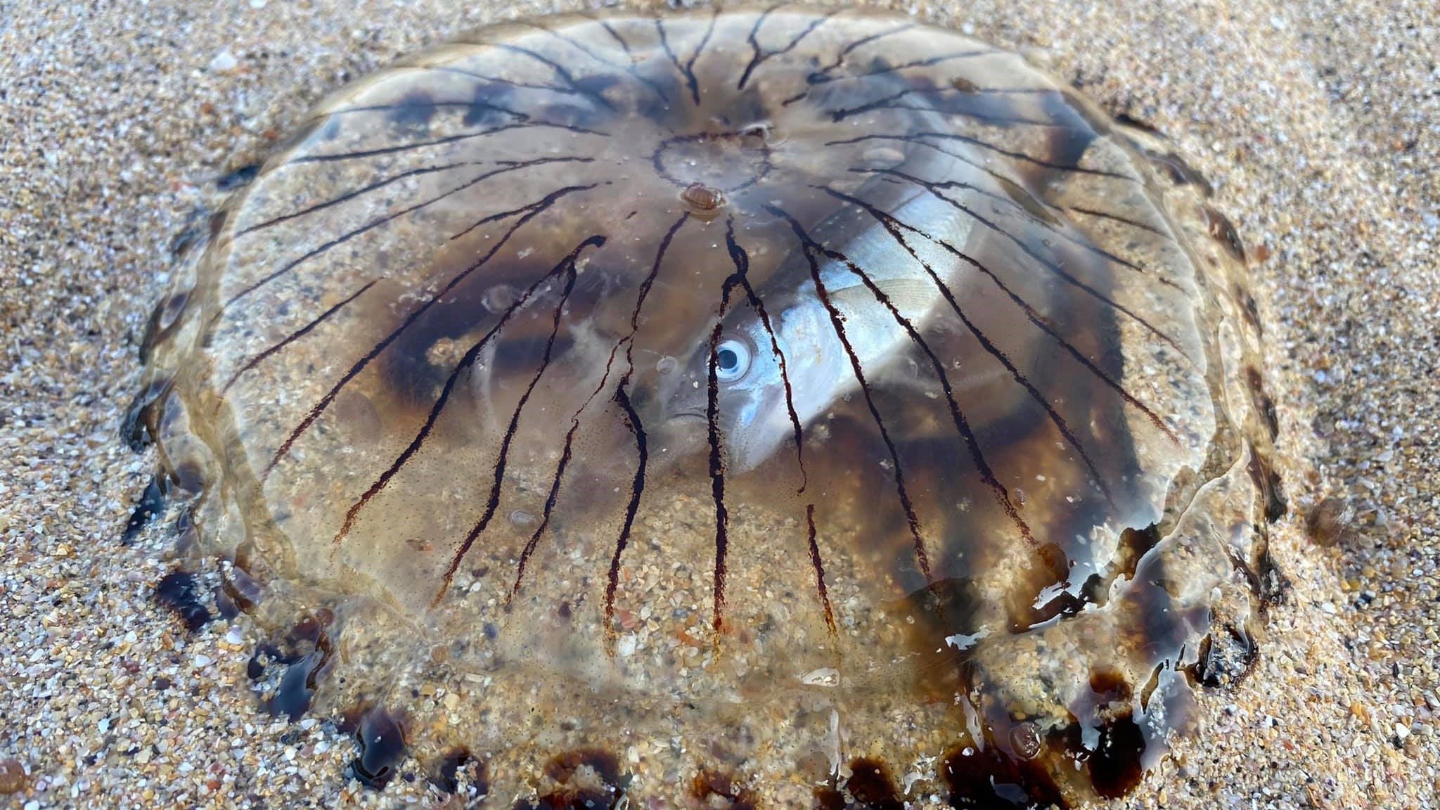▲▼羅盤水母（Compass jellyfish）體內有條小魚。（圖／翻攝自Facebook／Ian Watkin）