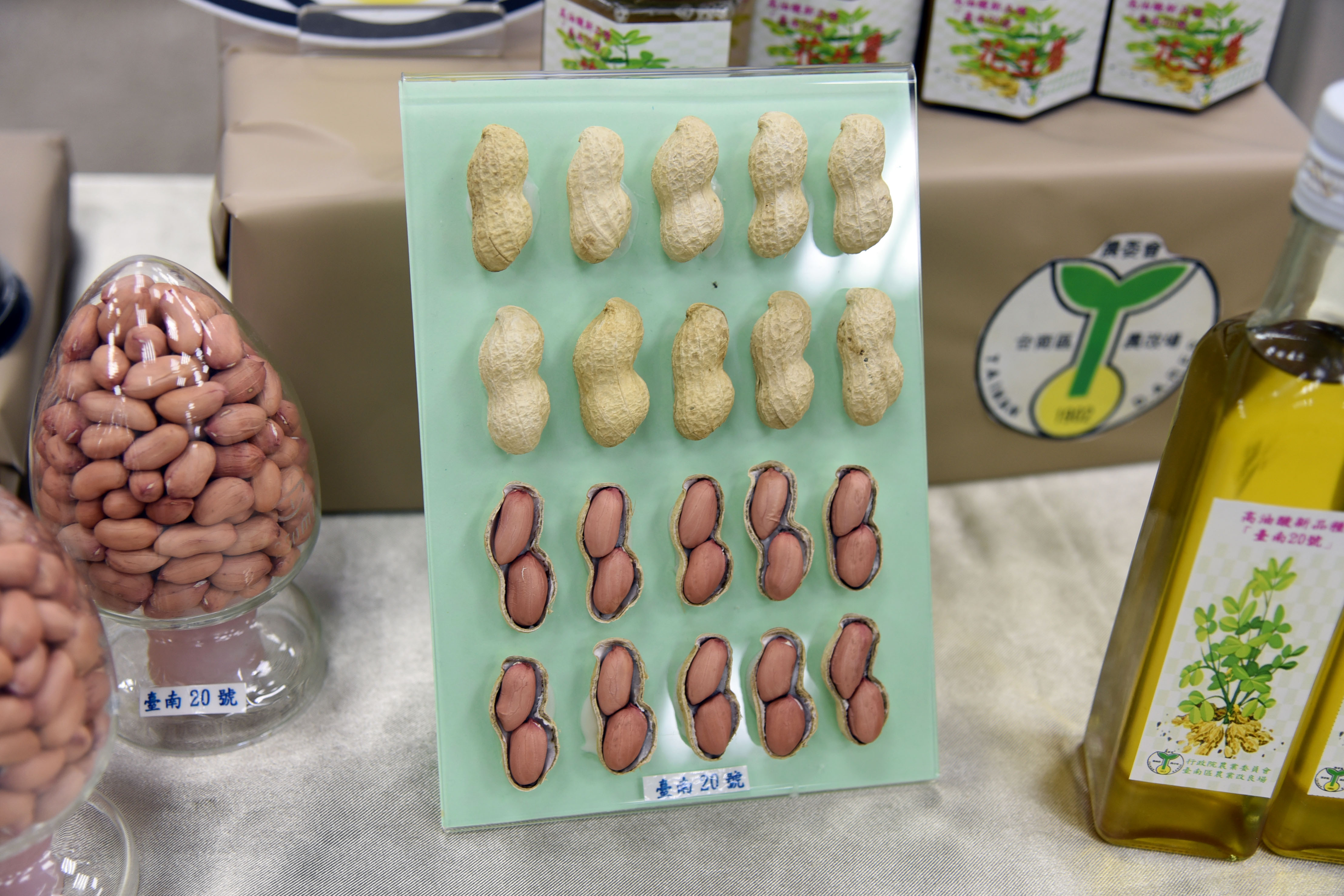 ▲▼落花生,台南二號。（圖／台南區農業改良場提供）