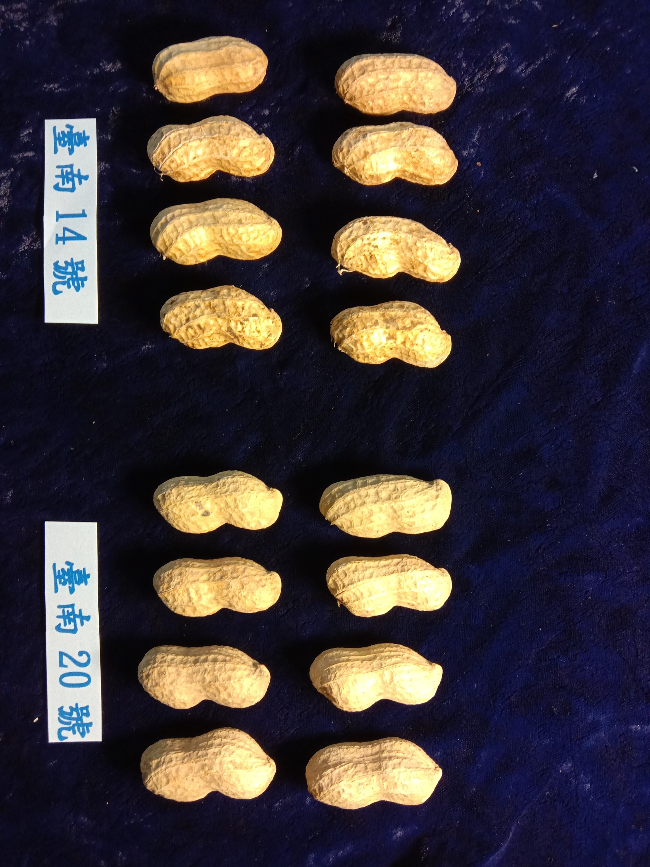 ▲▼落花生,台南二號。（圖／台南區農業改良場提供）