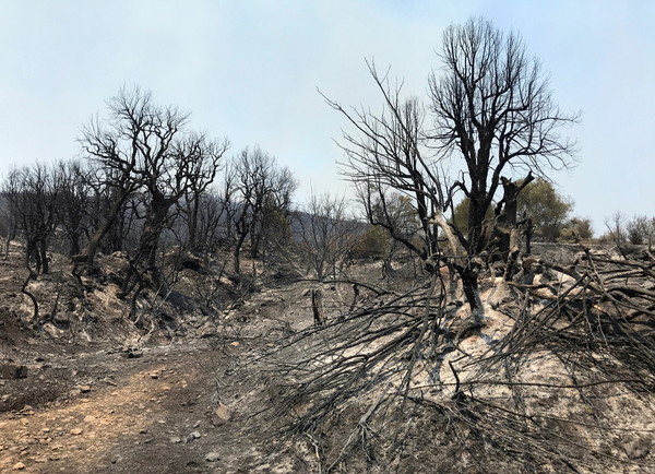 ▲▼阿爾及利亞北部發生森林大火。（圖／路透）