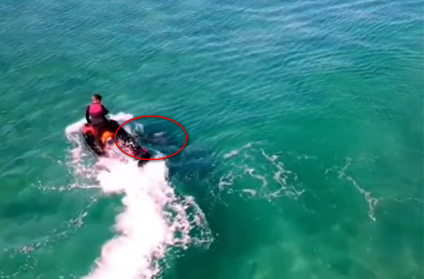 看到鯊魚還不閃！男遭3公尺巨鯊恐怖攻擊　水上摩托車留恐怖齒印。（圖／翻攝自YouTube／Danny Adivo）
