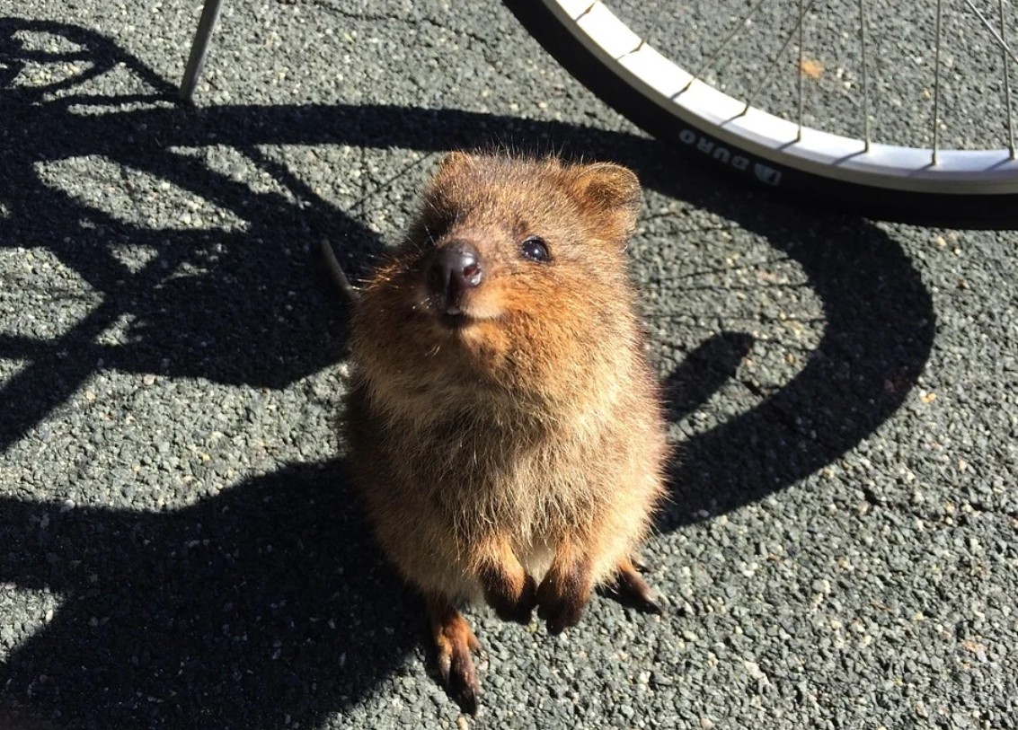 ▲▼quokka。（圖／取自免費圖庫pixabay）