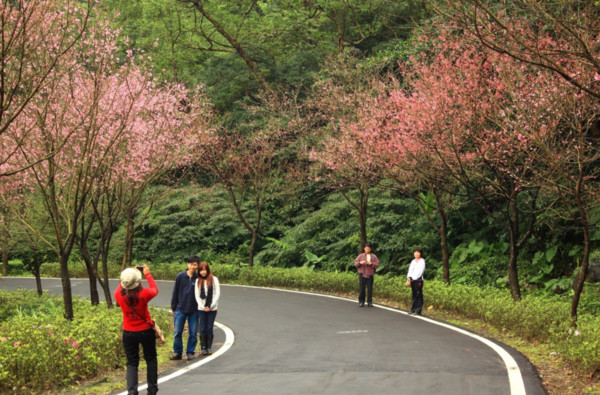 ▲八連溪生態步道,橫山梯田,李天祿布袋戲文物館,福德水車公園,源興居,櫻花木道,雙灣自行車道。（圖／北觀處提供）