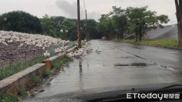 ▲颱風天約50隻鴨子在堤防便道閒逛，警員冒著風雨於現場「指揮鴨群」。 （圖／記者蔡佩旻翻攝