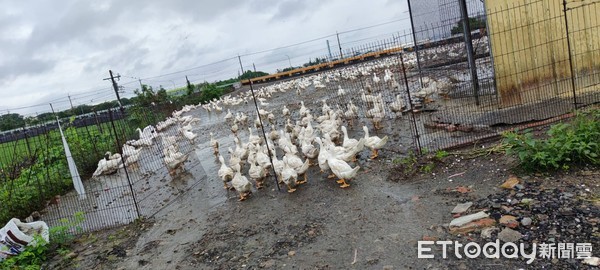 ▲颱風天約50隻鴨子在堤防便道閒逛，警員冒著風雨於現場「指揮鴨群」。 （圖／記者蔡佩旻翻攝