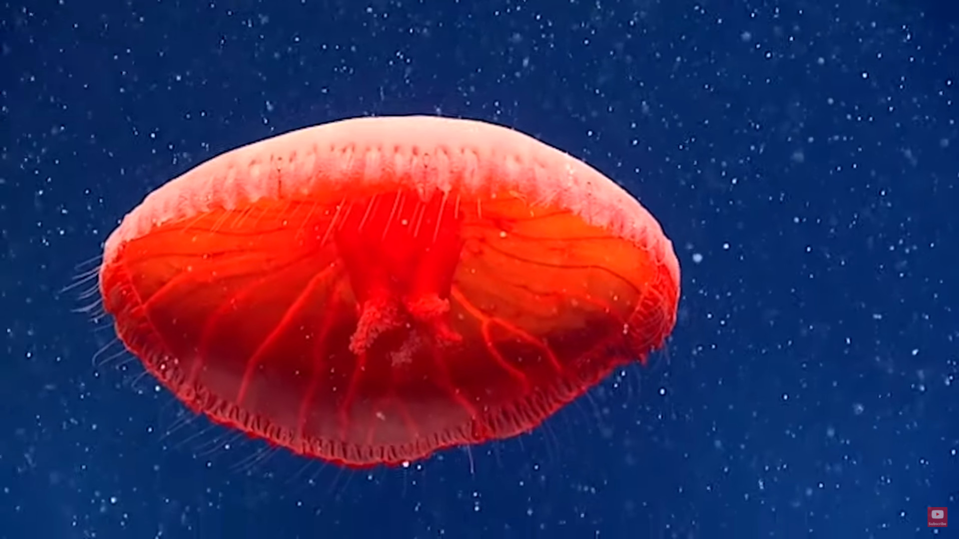 ▲▼美國NOAA在海底探勘時無意發現未知的血色水母。（圖／翻攝自Youtube）