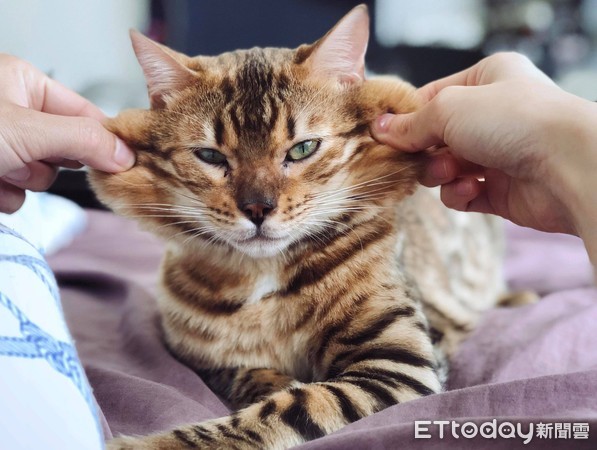 ▲▼樹樹和武藏（圖／飼主雲尼授權）