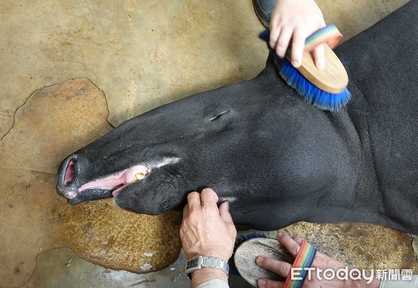 ▲▼馬來貘「貘莉」喜迎千金 臺捷聯姻湊成「好」字。（圖／台北市立動物園提供，下同）