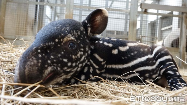 ▲▼馬來貘「貘莉」喜迎千金 臺捷聯姻湊成「好」字。（圖／台北市立動物園提供，下同）