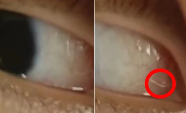 ▲▼             。（圖／翻攝自極目新聞）