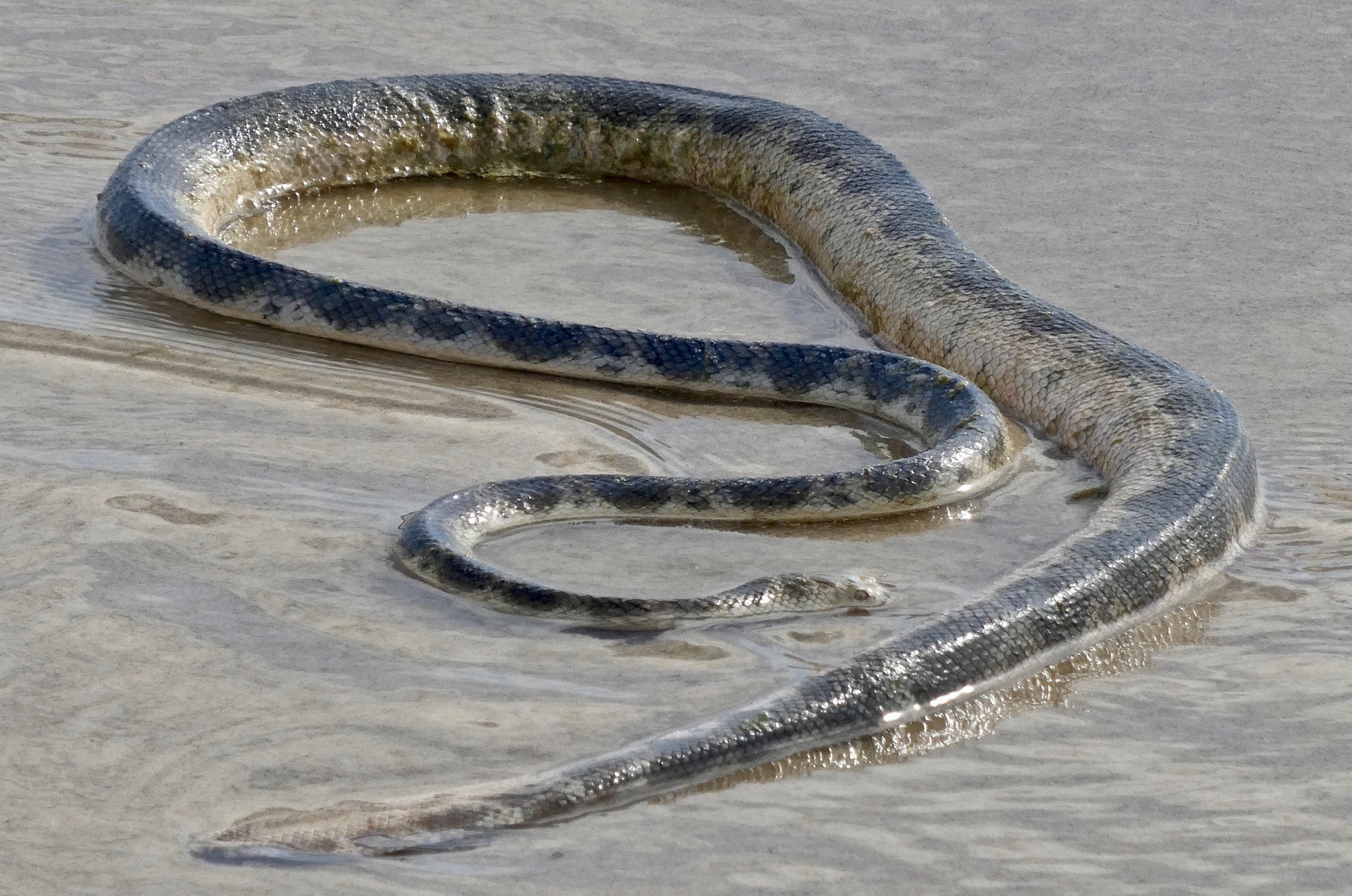 ▲▼海蛇(sea ​​snake)。（示意圖／取自免費圖庫Pixabay）