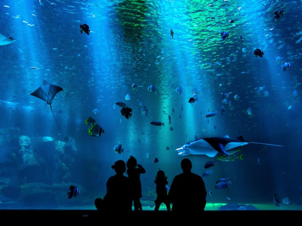 ▲▼「水族館想看哪種生物」洩漏真實愛情觀             。（圖／Unsplash）