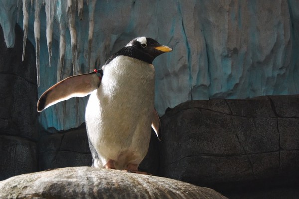 ▲▼「水族館想看哪種生物」洩漏真實愛情觀             。（圖／Unsplash）