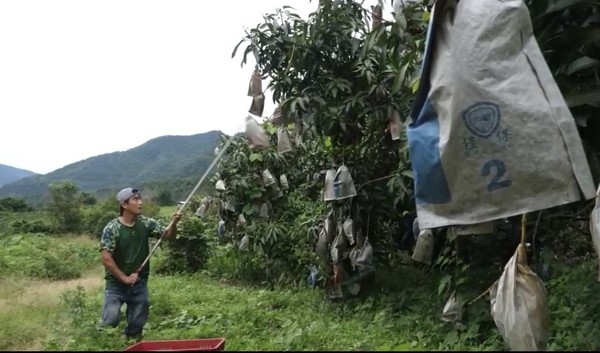 ▲▼高雄桃源區明霸克露橋遭沖斷，農民好急！徒步把金煌芒果運下山。（圖／高忠德提供）