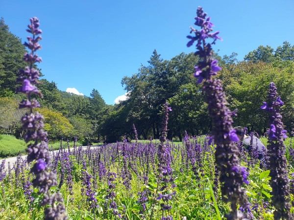 ▲武陵農場金針花及藍霸鼠尾草盛開。（圖／武陵農場提供）