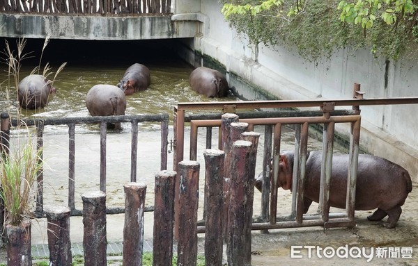 ▲▼打針吃藥皆「Say No」，河馬醫療靠藥浴。（圖／台北市立動物園提供，下同）