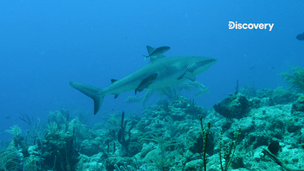 ▲▼ Discovery頻道《鯊魚週》 揭開鯊與鯊的連結秘密。（圖／Discovery提供，下同）